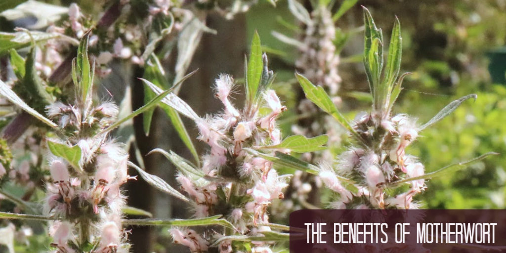 The Benefits of Motherwort